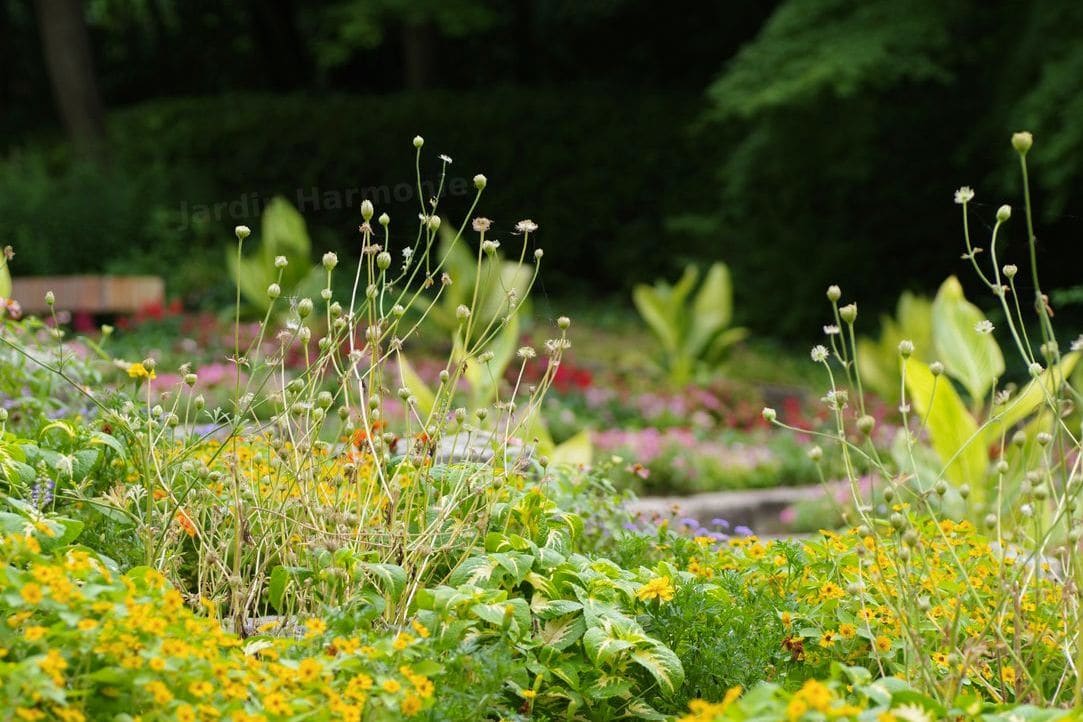 Jardin Harmonie 15